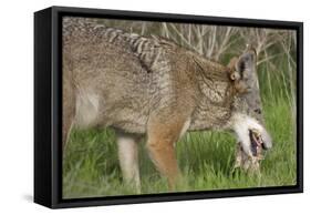 Coyote Eating Prey-Hal Beral-Framed Stretched Canvas