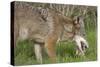 Coyote Eating Prey-Hal Beral-Stretched Canvas