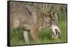 Coyote Eating Prey-Hal Beral-Framed Stretched Canvas