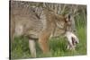 Coyote Eating Prey-Hal Beral-Stretched Canvas