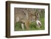 Coyote Eating Prey-Hal Beral-Framed Premium Photographic Print