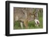 Coyote Eating Prey-Hal Beral-Framed Premium Photographic Print