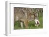 Coyote Eating Prey-Hal Beral-Framed Premium Photographic Print