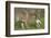 Coyote Eating Prey-Hal Beral-Framed Photographic Print