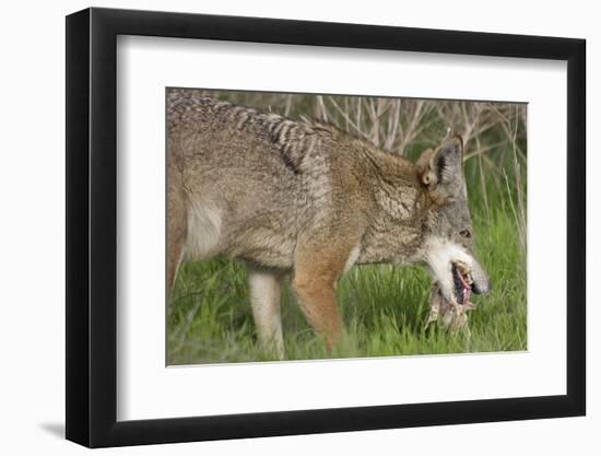 Coyote Eating Prey-Hal Beral-Framed Photographic Print