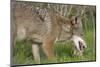 Coyote Eating Prey-Hal Beral-Mounted Photographic Print