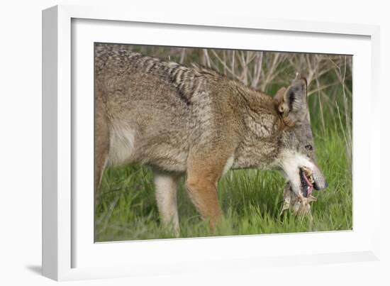 Coyote Eating Prey-Hal Beral-Framed Photographic Print