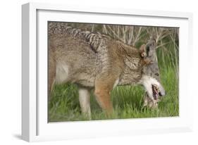 Coyote Eating Prey-Hal Beral-Framed Photographic Print