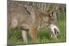 Coyote Eating Prey-Hal Beral-Mounted Photographic Print