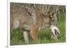 Coyote Eating Prey-Hal Beral-Framed Photographic Print