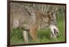 Coyote Eating Prey-Hal Beral-Framed Photographic Print