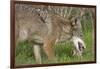 Coyote Eating Prey-Hal Beral-Framed Photographic Print