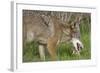 Coyote Eating Prey-Hal Beral-Framed Photographic Print