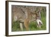 Coyote Eating Prey-Hal Beral-Framed Photographic Print