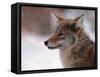 Coyote, Grand Teton National Park, Wyoming, USA-Dee Ann Pederson-Framed Stretched Canvas