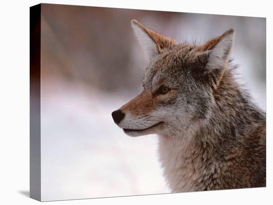 Coyote, Grand Teton National Park, Wyoming, USA-Dee Ann Pederson-Stretched Canvas