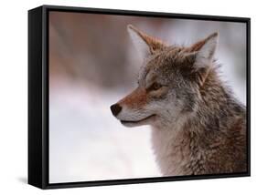 Coyote, Grand Teton National Park, Wyoming, USA-Dee Ann Pederson-Framed Stretched Canvas