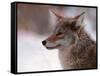 Coyote, Grand Teton National Park, Wyoming, USA-Dee Ann Pederson-Framed Stretched Canvas