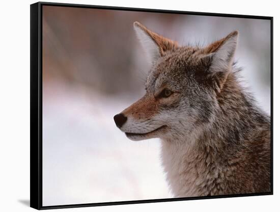 Coyote, Grand Teton National Park, Wyoming, USA-Dee Ann Pederson-Framed Stretched Canvas