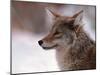 Coyote, Grand Teton National Park, Wyoming, USA-Dee Ann Pederson-Mounted Premium Photographic Print