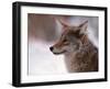 Coyote, Grand Teton National Park, Wyoming, USA-Dee Ann Pederson-Framed Photographic Print