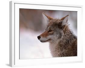 Coyote, Grand Teton National Park, Wyoming, USA-Dee Ann Pederson-Framed Photographic Print