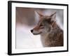 Coyote, Grand Teton National Park, Wyoming, USA-Dee Ann Pederson-Framed Photographic Print