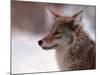 Coyote, Grand Teton National Park, Wyoming, USA-Dee Ann Pederson-Mounted Photographic Print