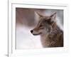 Coyote, Grand Teton National Park, Wyoming, USA-Dee Ann Pederson-Framed Photographic Print