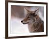 Coyote, Grand Teton National Park, Wyoming, USA-Dee Ann Pederson-Framed Photographic Print