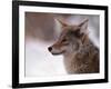 Coyote, Grand Teton National Park, Wyoming, USA-Dee Ann Pederson-Framed Photographic Print