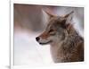 Coyote, Grand Teton National Park, Wyoming, USA-Dee Ann Pederson-Framed Photographic Print