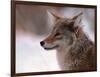 Coyote, Grand Teton National Park, Wyoming, USA-Dee Ann Pederson-Framed Photographic Print