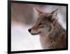 Coyote, Grand Teton National Park, Wyoming, USA-Dee Ann Pederson-Framed Photographic Print