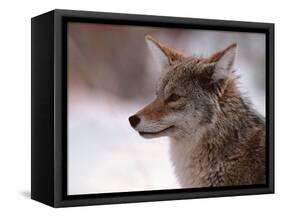 Coyote, Grand Teton National Park, Wyoming, USA-Dee Ann Pederson-Framed Stretched Canvas