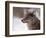 Coyote, Grand Teton National Park, Wyoming, USA-Dee Ann Pederson-Framed Photographic Print