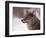 Coyote, Grand Teton National Park, Wyoming, USA-Dee Ann Pederson-Framed Photographic Print