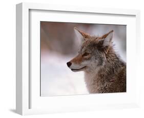 Coyote, Grand Teton National Park, Wyoming, USA-Dee Ann Pederson-Framed Photographic Print