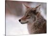Coyote, Grand Teton National Park, Wyoming, USA-Dee Ann Pederson-Stretched Canvas