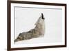 Coyote howling in snow, Montana-Adam Jones-Framed Photographic Print