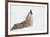 Coyote howling in snow, Montana-Adam Jones-Framed Photographic Print