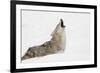 Coyote howling in snow, Montana-Adam Jones-Framed Photographic Print