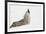 Coyote howling in snow, Montana-Adam Jones-Framed Photographic Print