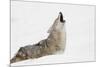 Coyote howling in snow, Montana-Adam Jones-Mounted Photographic Print