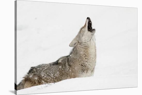 Coyote howling in snow, Montana-Adam Jones-Stretched Canvas