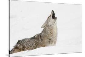 Coyote howling in snow, Montana-Adam Jones-Stretched Canvas