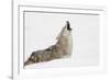 Coyote howling in snow, Montana-Adam Jones-Framed Photographic Print