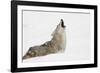 Coyote howling in snow, Montana-Adam Jones-Framed Photographic Print