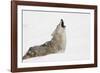 Coyote howling in snow, Montana-Adam Jones-Framed Photographic Print