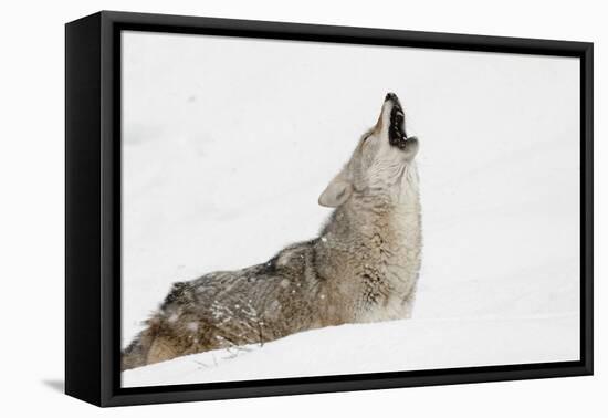 Coyote howling in snow, Montana-Adam Jones-Framed Stretched Canvas